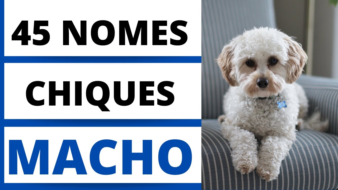 45 NOMES PARA CACHORRO MACHO CHIQUE
