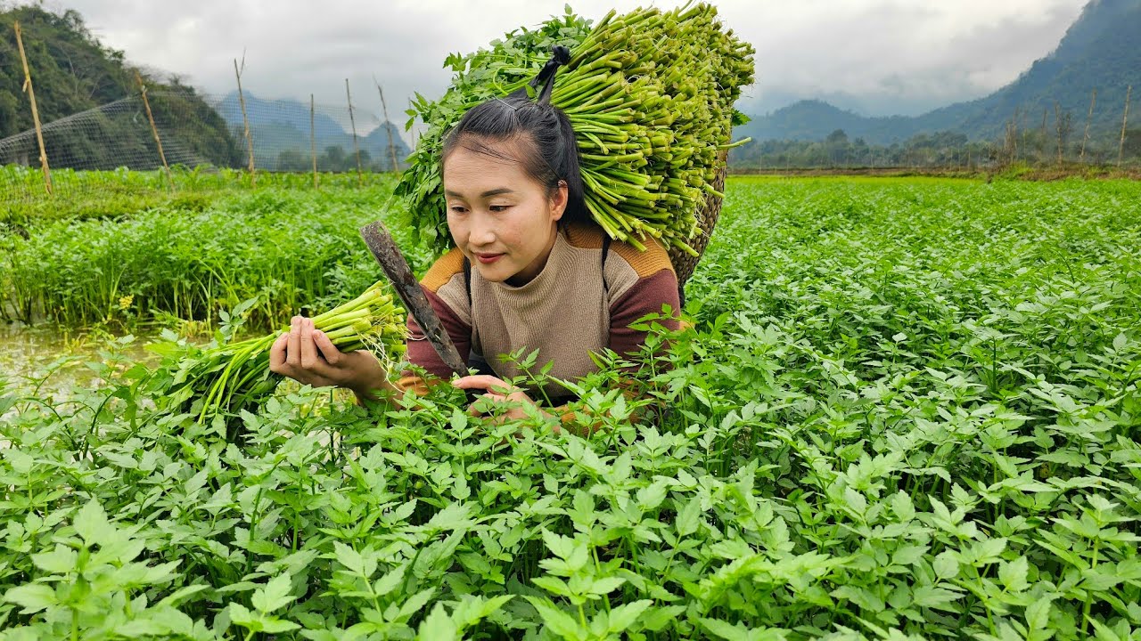 Harvest vegetables requires water from the pond bring it to the market to sell, cooking - Ly Thi Tam