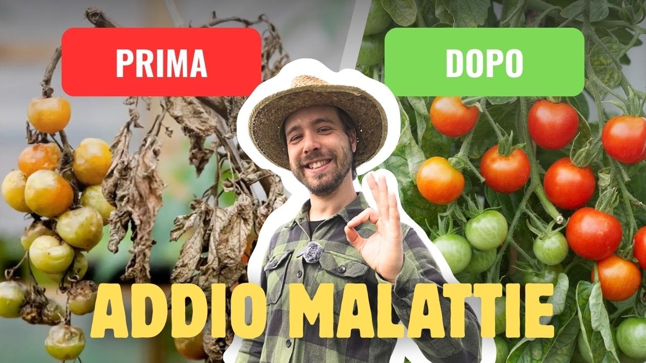 FAI QUESTO ED ELIMINERAI LE MALATTIE DAL TUO ORTO.