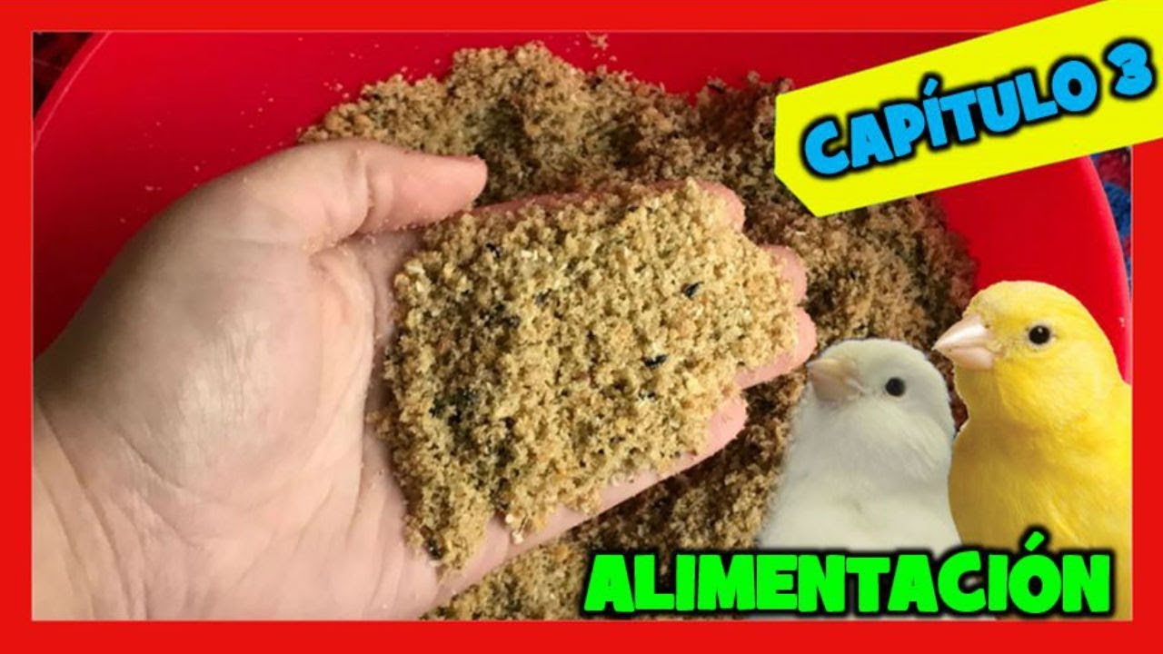 Кормление канареек при разведении 🐤 Канарейка 3