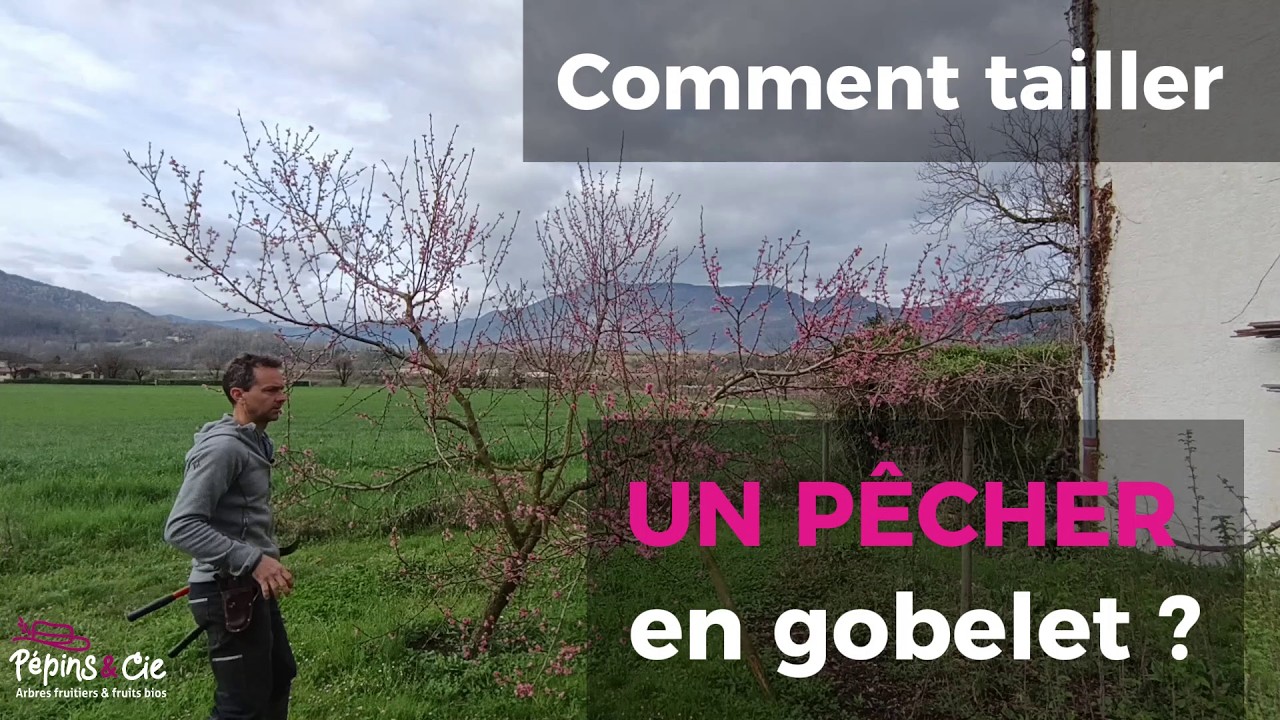 Comment bien tailler un pêcher en gobelet ?
