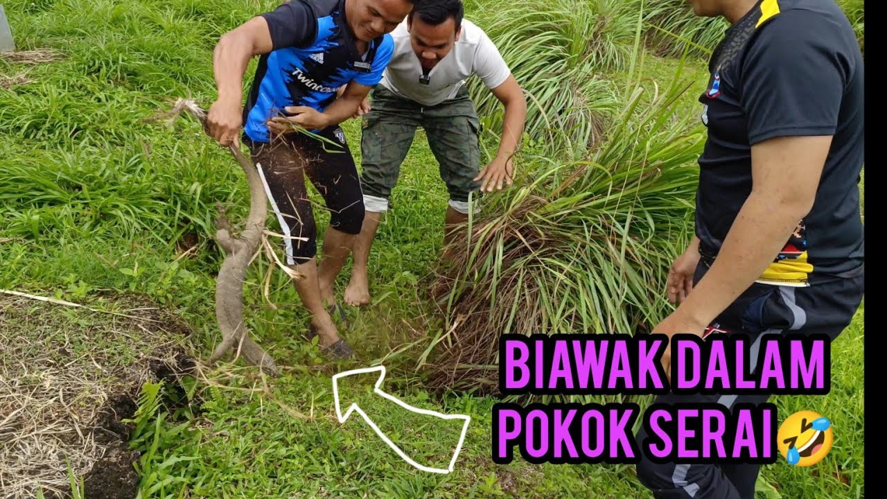 PERANGKAP BIAWAK YANG GAGAL...HaHaHaHa