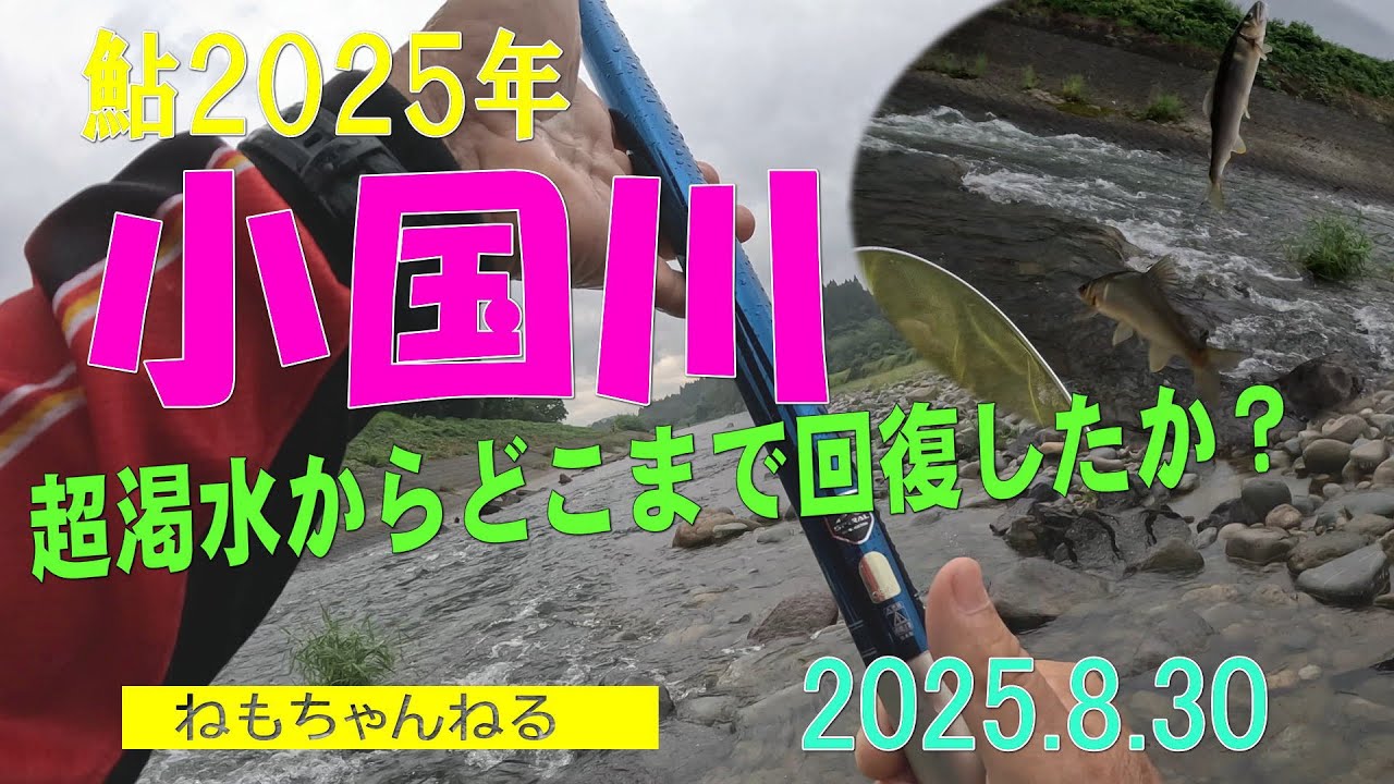 小国川の鮎釣り（2025年8月30日）