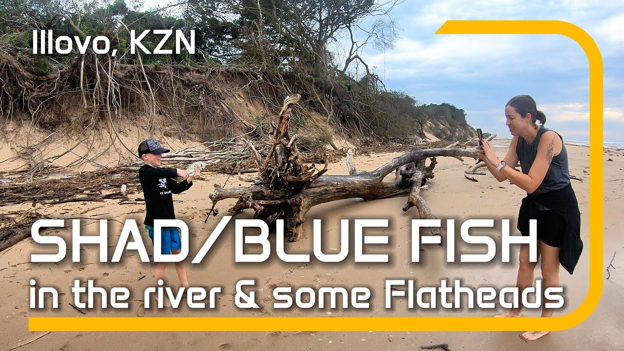 Shad/Bluefish in the River & some Flatheads #shad #Bluefish #ultralightfishing