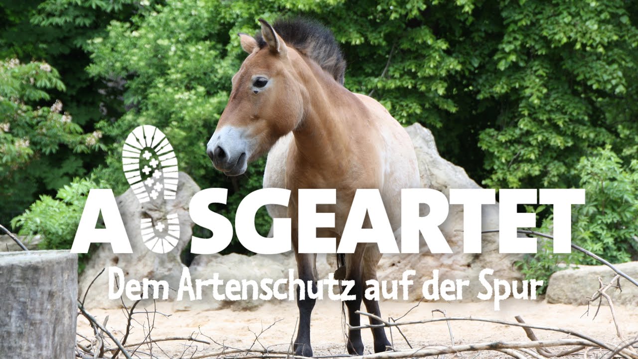 AUSGEARTET - Folge 20: Mit Anja Recknagel auf den Spuren der Przewalski-Pferde