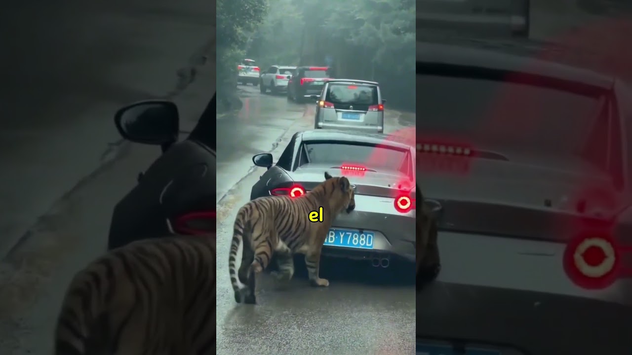 Sera que si lo cubre la aseguradora #cartok #cars #mazda #miata #animales