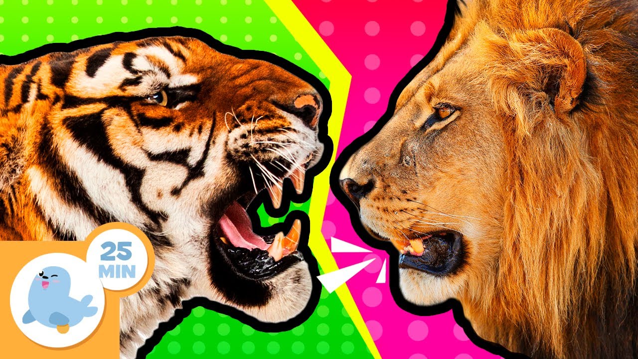 🦁 REYES de la NATURALEZA 🦓 Animales para niños 🐯 Recopilación + 20 min