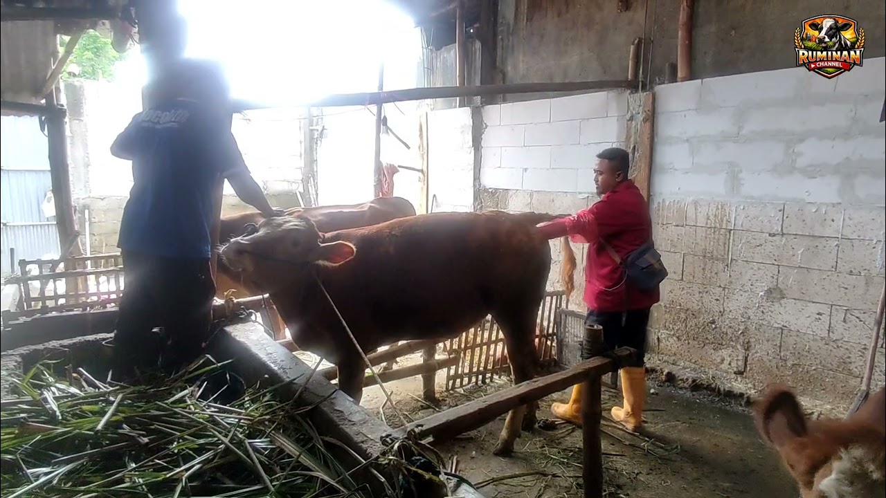SOP Pelaksanaan Pelayanan Inseminasi Buatan – Salah Satu Kunci Sukses Keberhasilan IB
