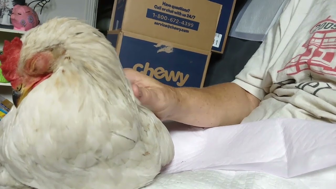 Chicken Eye Infection