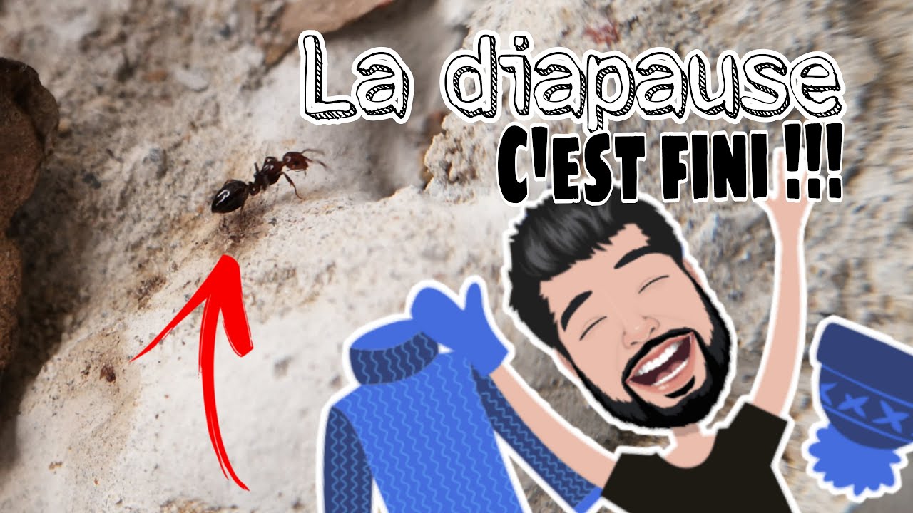 FOURMIS : Sortie de diapause