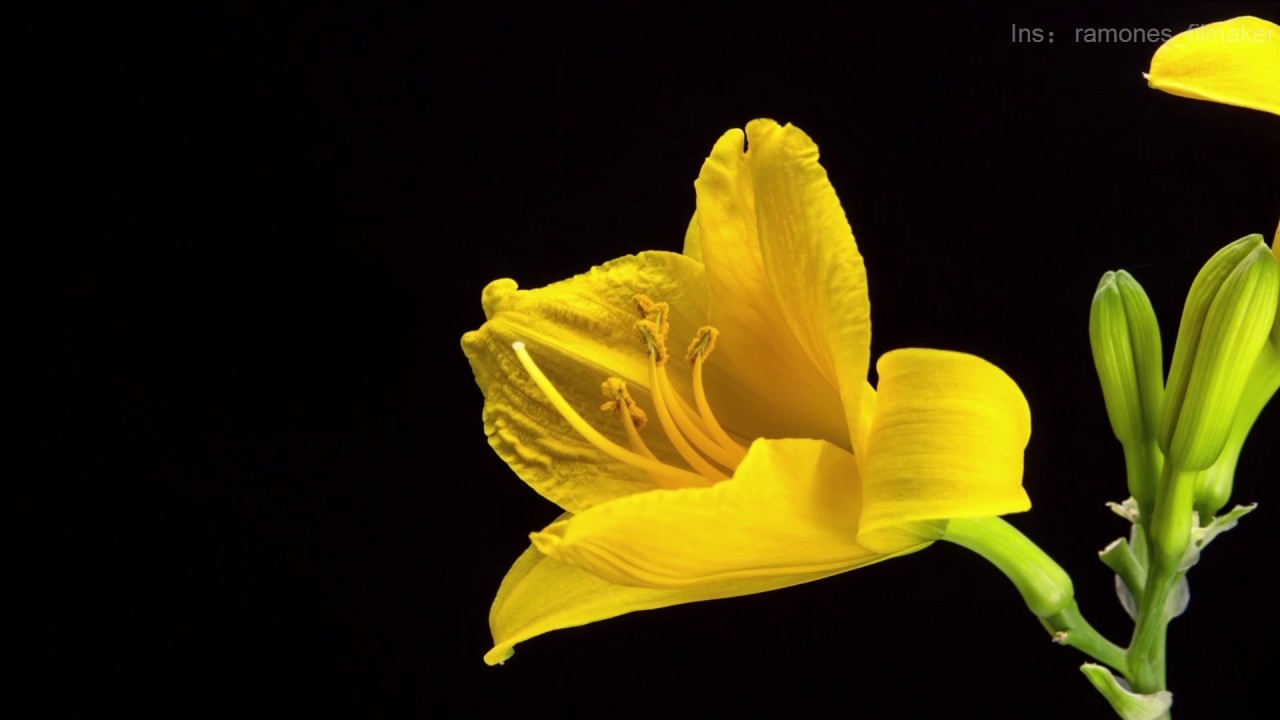 [Flower Blooming Time-Lapse]Yellow flowers, do you know their name?