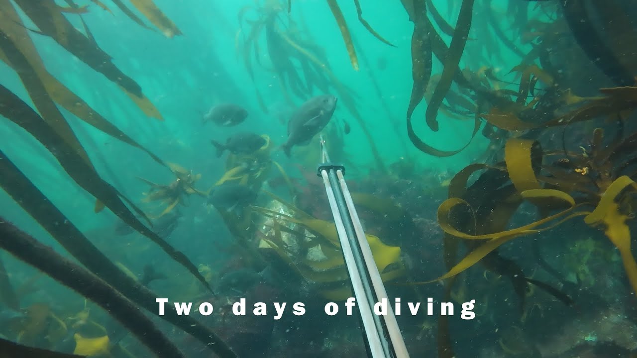 Two days of diving crayfish and spearfishing Betty's Bay and Hangklip