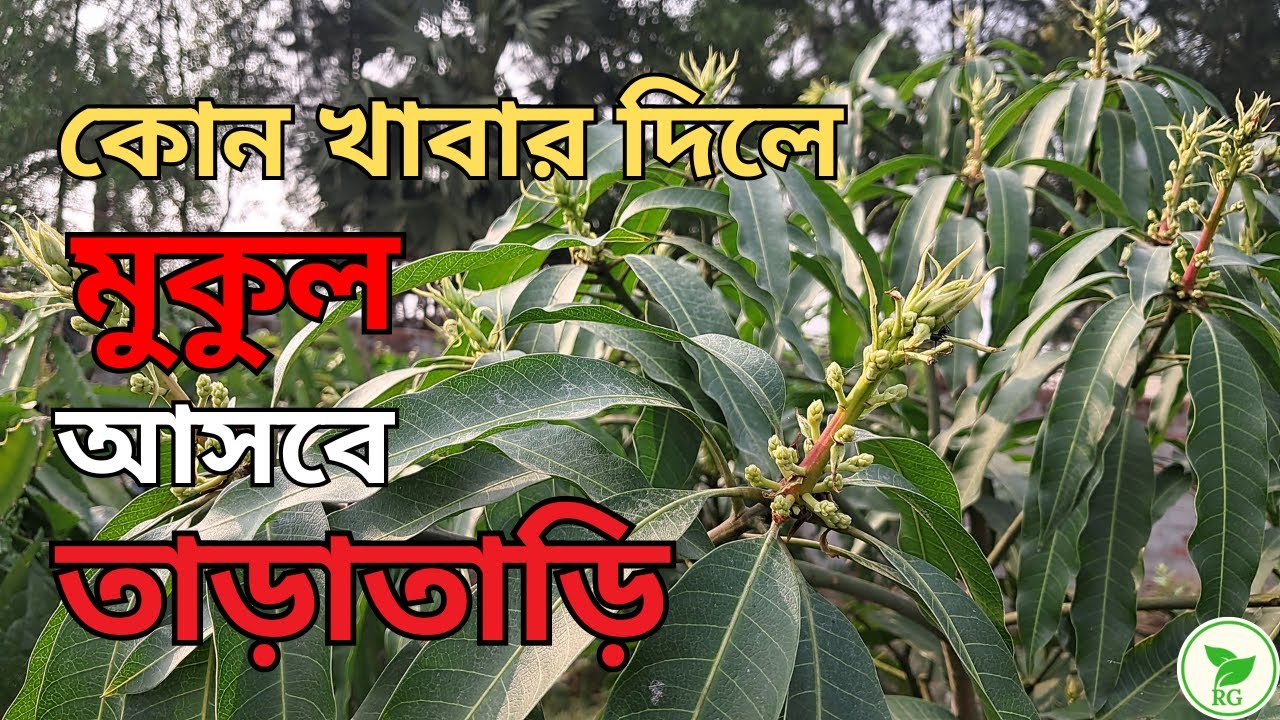 আম গাছে মুকুল এলে কোন খাবার দেবেন? Mango Bud Care: Best Fertilizer & Feeding Schedule