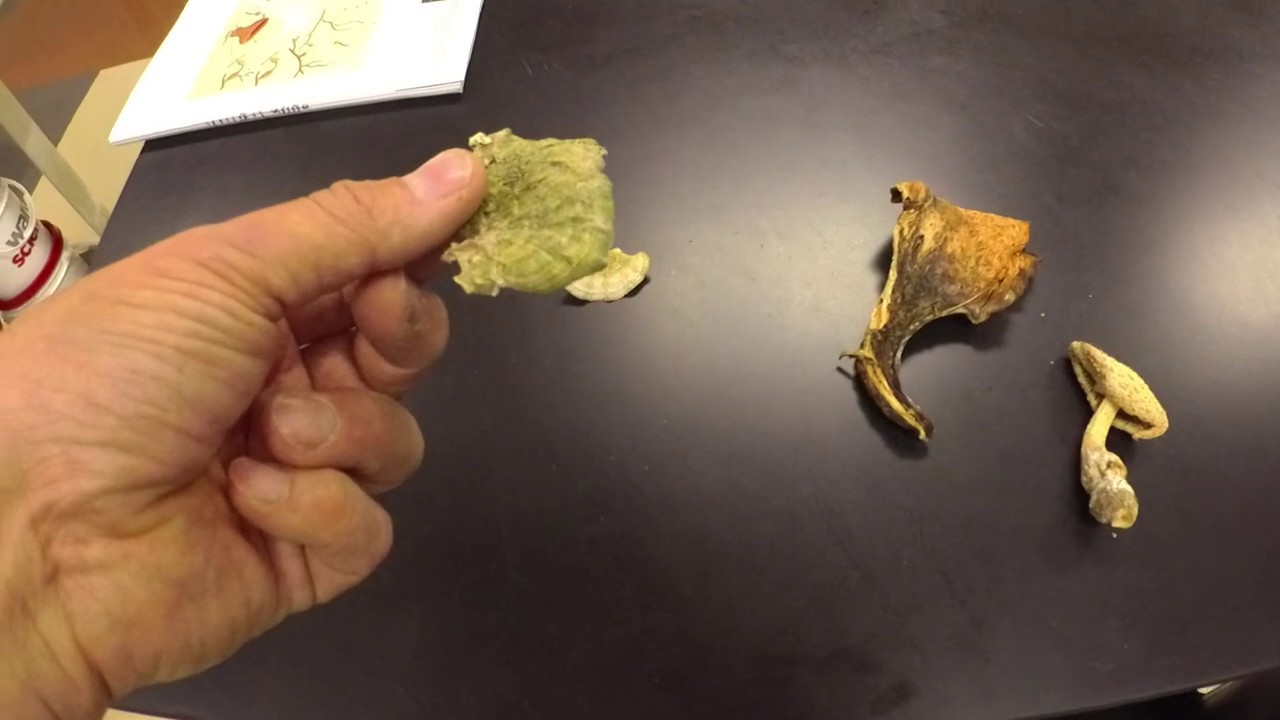 Lichens & Fungi Lab
