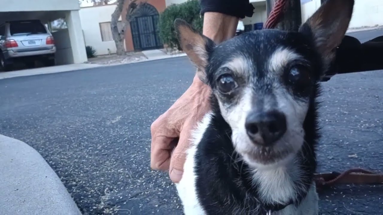 ChaCha Paco Chiquis, doggie walk midway rest stop Often held Chiquis gave her reassurance20260210647
