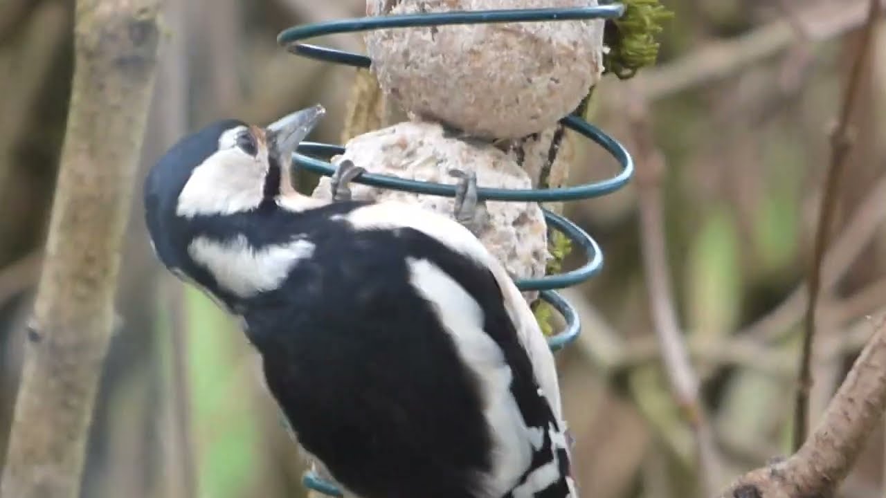 2025, janvier, pic épeiche femelle à la mangeoire devant la baie vitrée (Great Spotted Woodpecker)