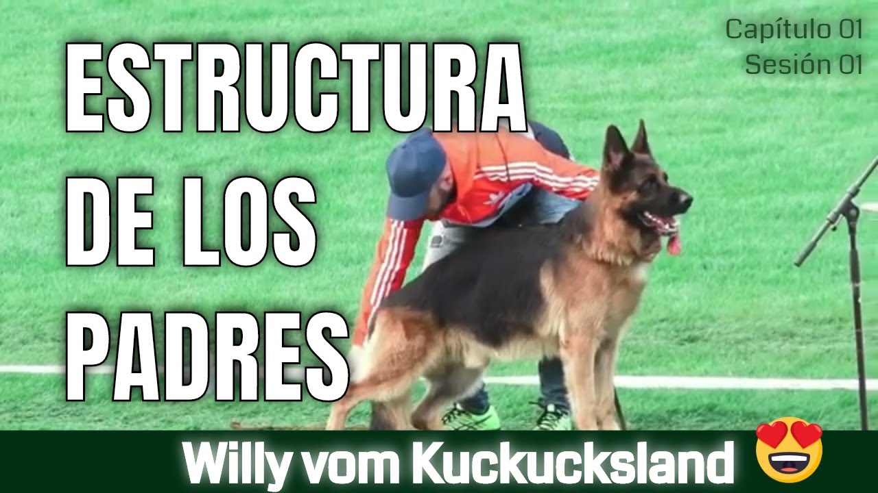 ❤️️ CÓMO ESCOGER CRIAR 🐕 CACHORRO PASTOR ALEMÁN PARA CAMPEÓN 🏆 || CHOOSE GERMAN SHEPHERD PUPPY 😊