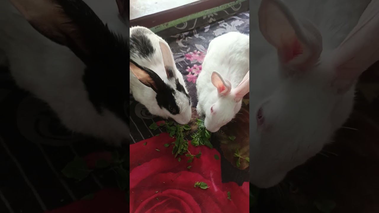 Amazing akta video🥰 raja rani kemon tulshi pata khachche dekhun bondhura🤑 ki sundor dekhte lagche 🥰