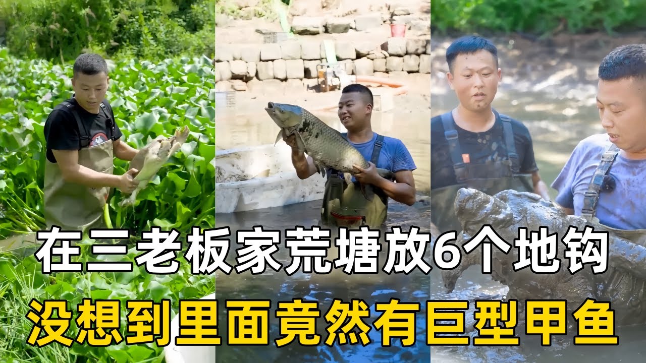 小飞哥在三老板家荒塘放6个地钩，没想到里面竟然有巨型甲鱼！｜小叔家鱼塘里面的鱼不明消失，没想到竟然有巨型鳄龟！