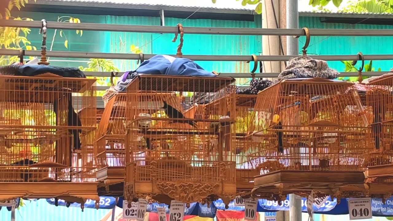 CHÀO MÀO MỒI GỐC PHÚ THỌ TRỊ GÍA 400 TRIỆU