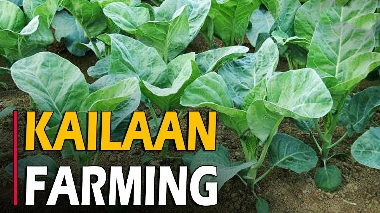 How to grow Kailaan | Kailan Farming / Cultivation