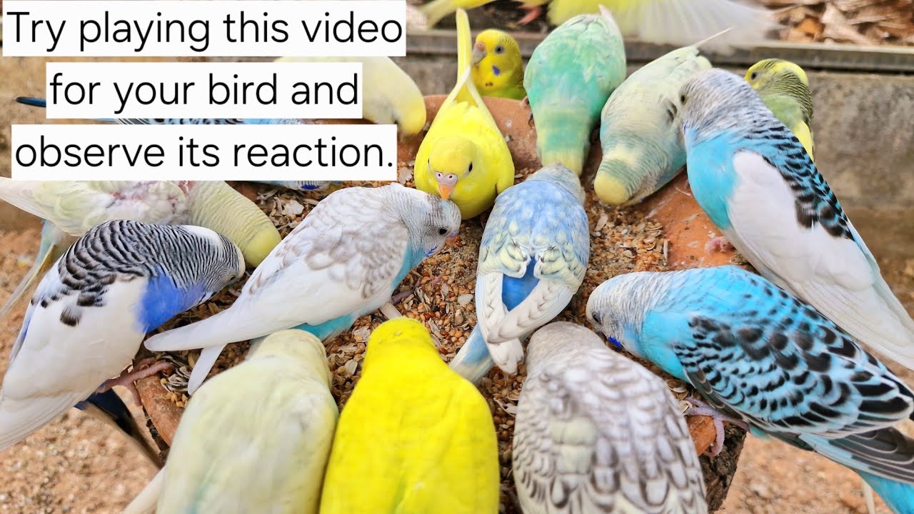 Budgies have very beautiful songs. This bird song is excellent. Use this to train your birds sing.