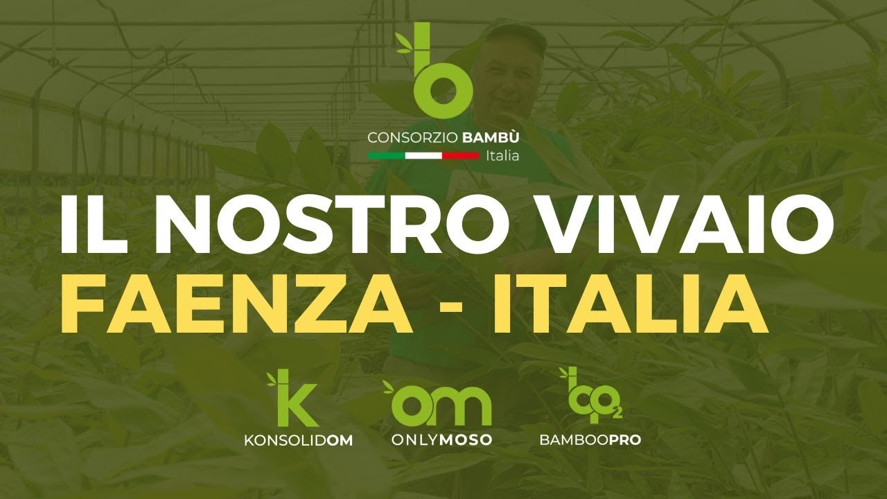 Il nostro Vivaio - Leader Mondiale per le piantagioni di Bambù Gigante