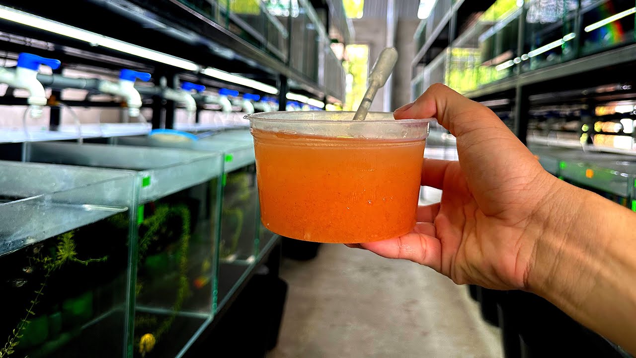 Ngắm Hàng Ngàn Chú Cá Bảy Màu Đẹp Ăn Sáng | Dat Guppy