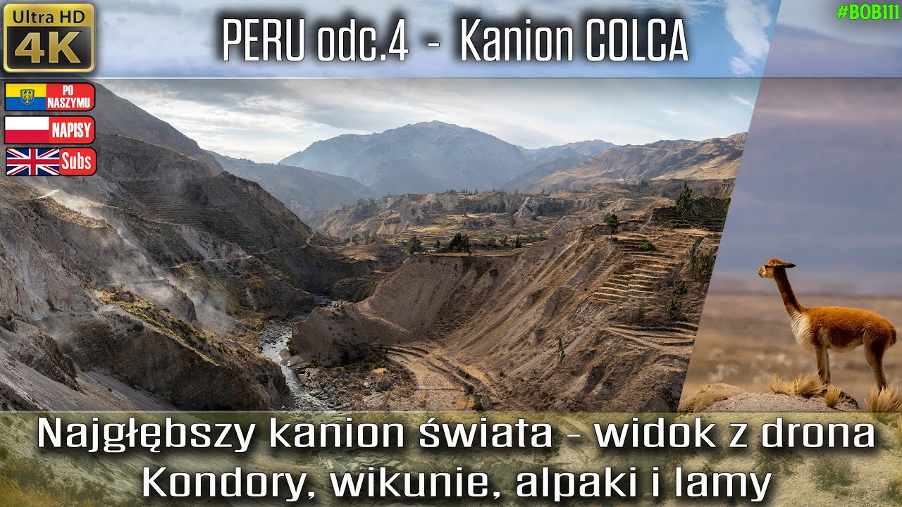 Peru 4 -  Kanion Colca z drona oraz Kondory, Wikunie, Alpaki i Lamy [4k UHD]