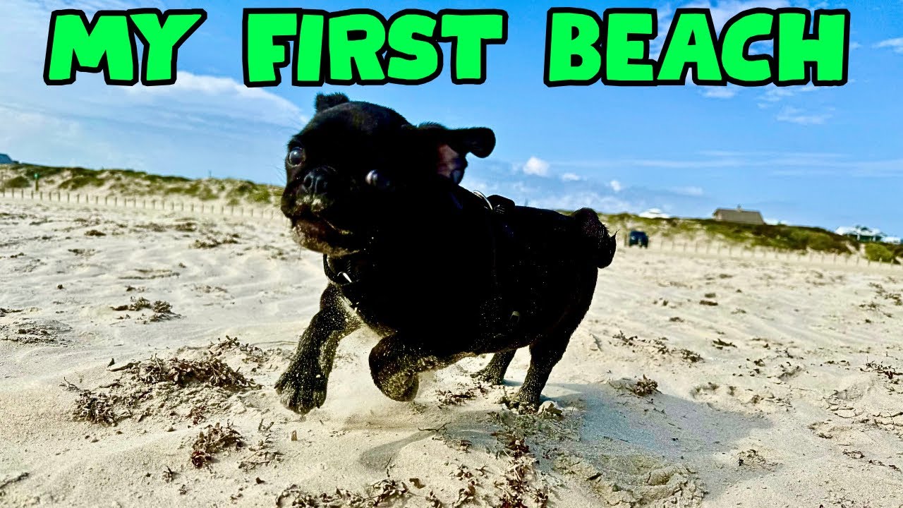 Puppy Pug & His First Beach Trip