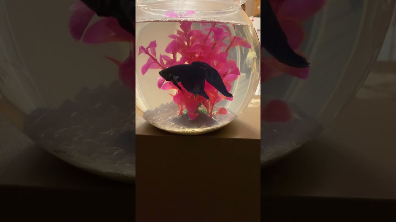 Fish party