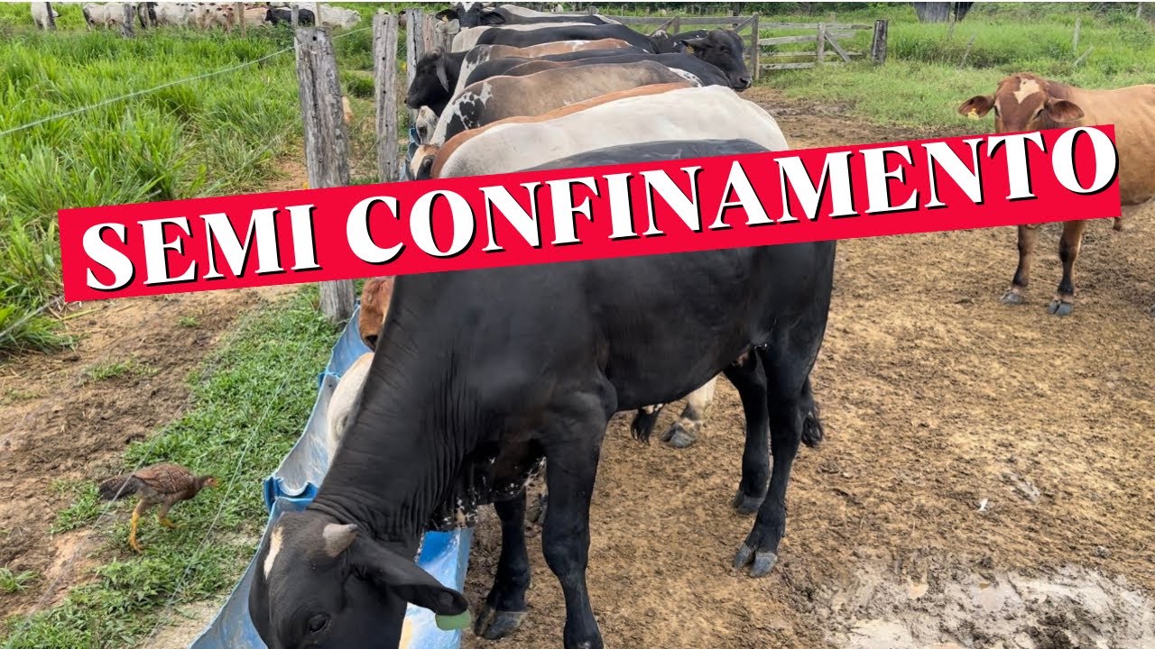 ⚠️semi confinamento / bezerros comprado mês 08/2023