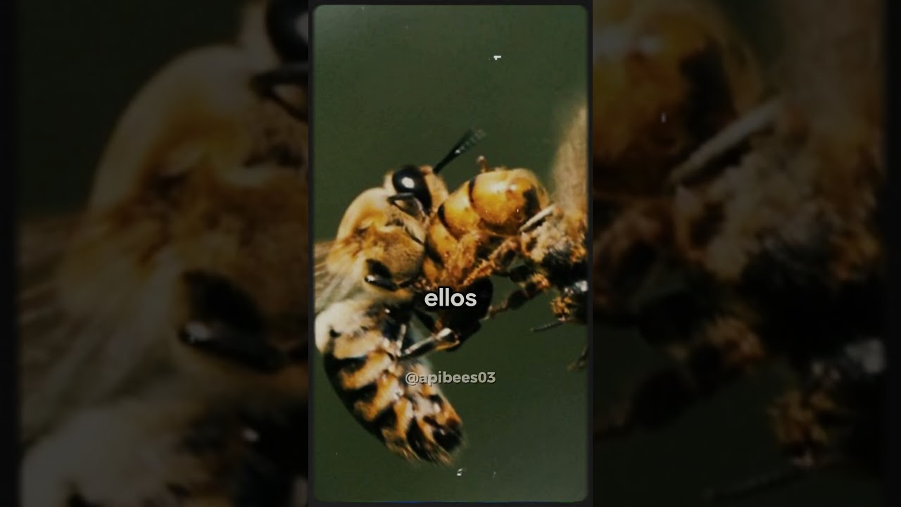 Que es lo que hacen las Abejas Z&aacute;nganos en la colmena