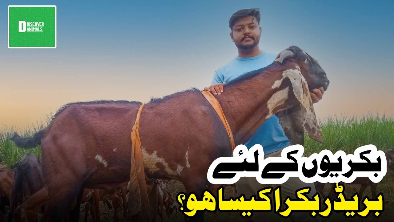 Best Breeding Techniques for Goats - How Should a Buck Be?