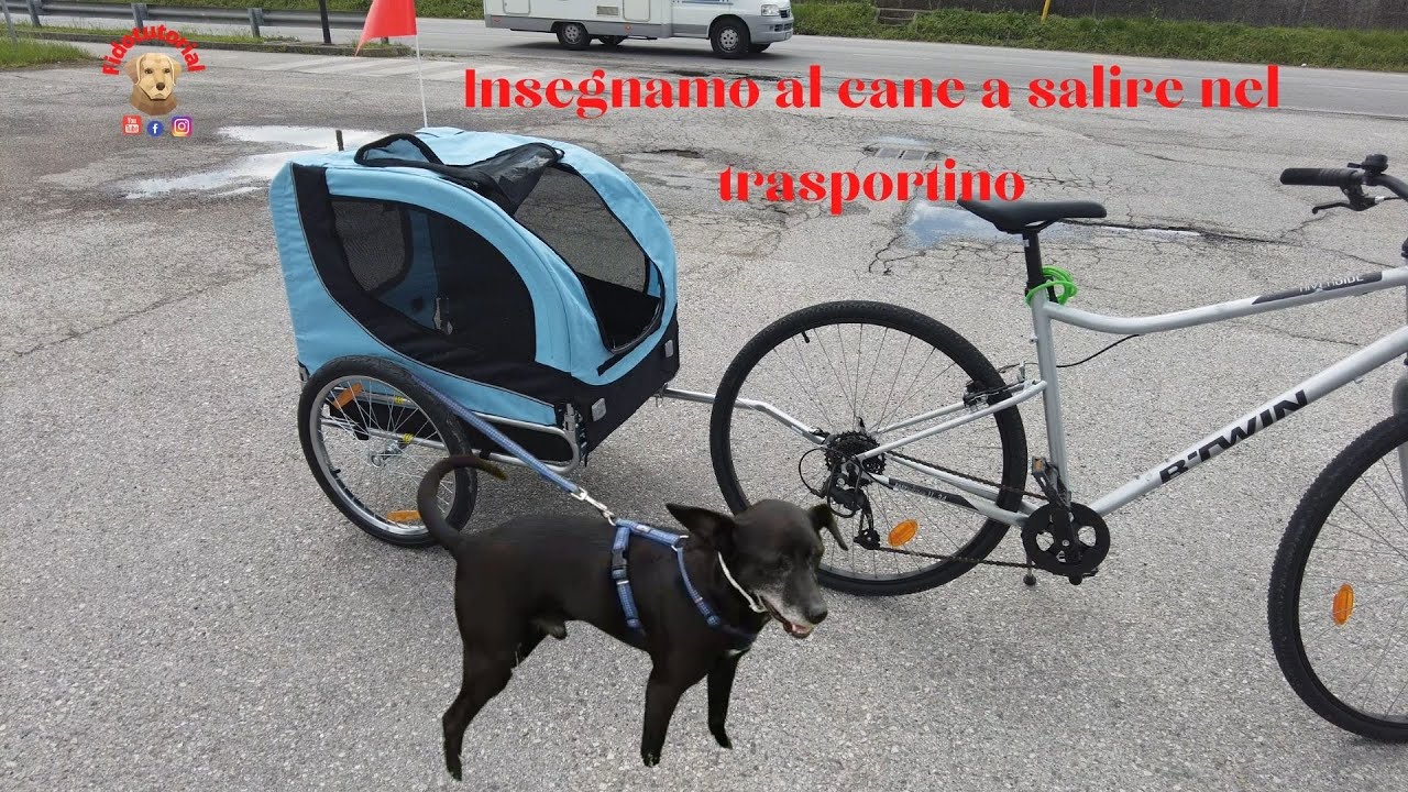 Come insegnare al cane a salire nel trasportino