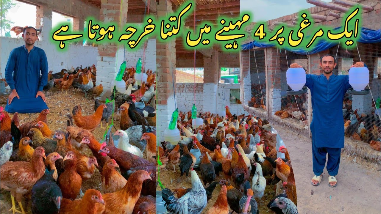 Murgi palan krne k lye ktni investment honi chaiay