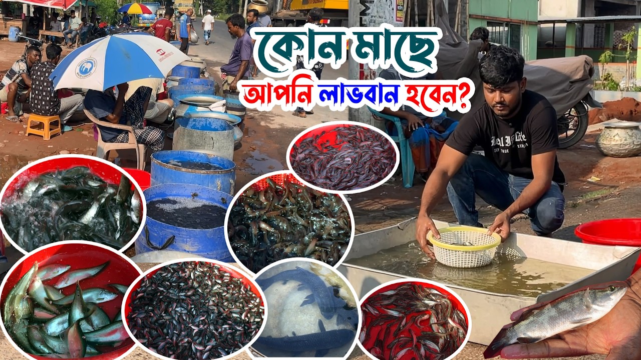 কোন কোন মাছ একসাথে চাষ করলে আপনি লাভবান হবেন? | ভালো পোনা মাছ কোথায় পাবেন- মাছের মালিকের নাম্বার