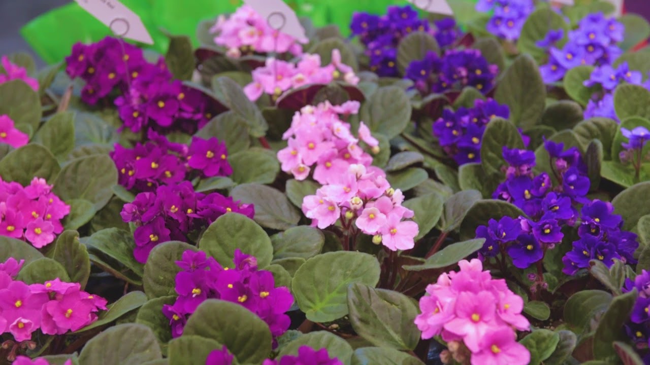 IPM 2018 New Products with Edwin Van der Voort