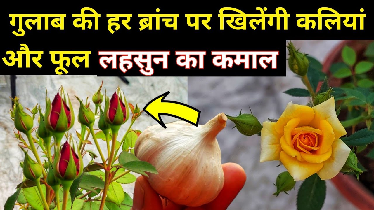 गुलाब की हर ब्रांच पर  कलियां ही कलियां. ROSE PLANT GROWING TIPS.How to get maximum growth on rose.