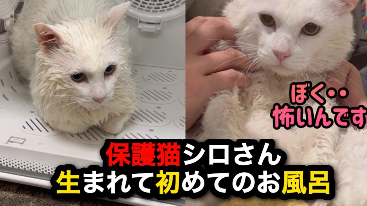 保護猫シロさん【初のお風呂】猫のお風呂風景