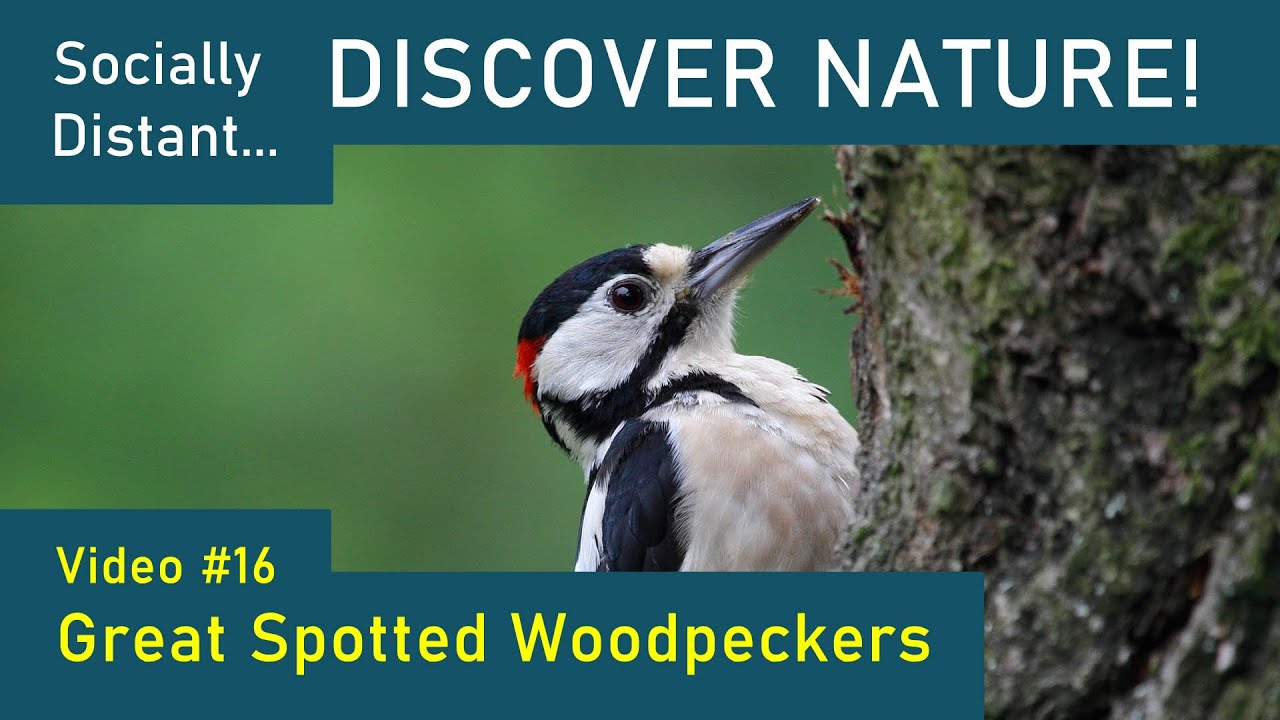 Great Spotted Woodpeckers! - Discover Nature #16