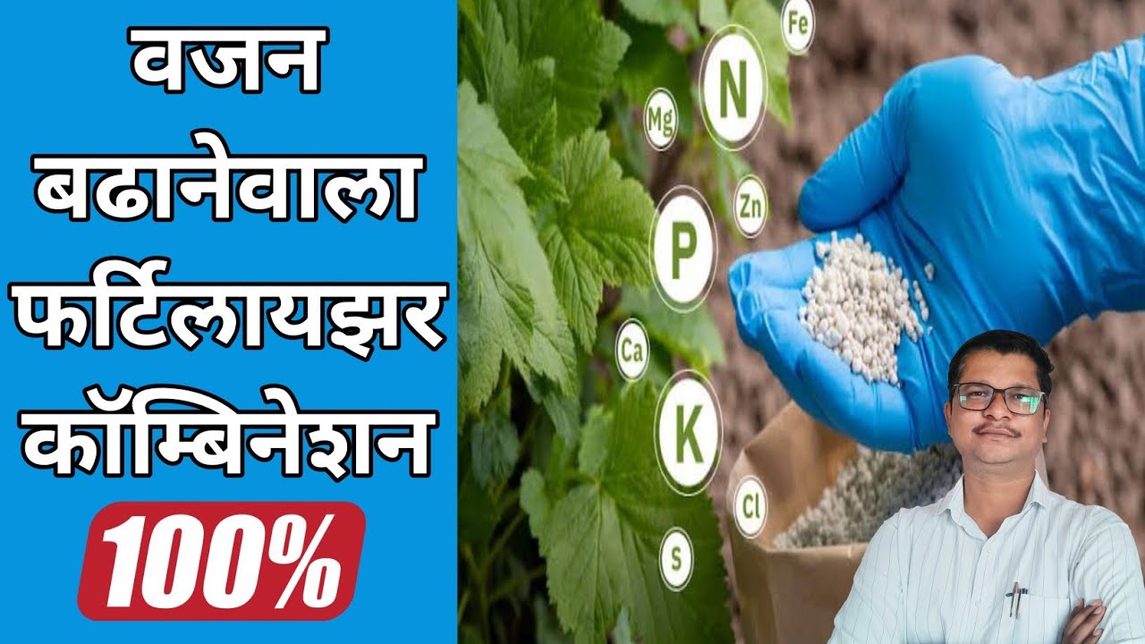 दो गुना वजन बढानेवाला कॅाम्बिनेशन । Fertilizer