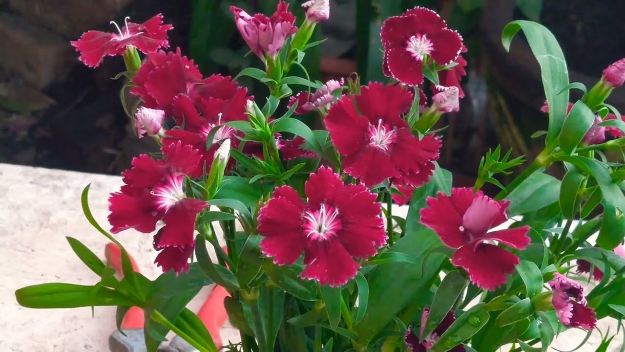 Clavelina Como abonar  con alimento Casero el  clavel chino y sus cuidados #jardinfeliz #clavelina