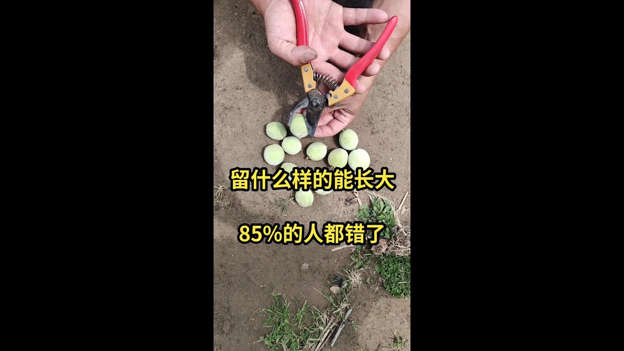 留果你做对了吗#记录我的农村生活 #新农人计划2023 #来抖音学农枝 #抖音助农 #三农