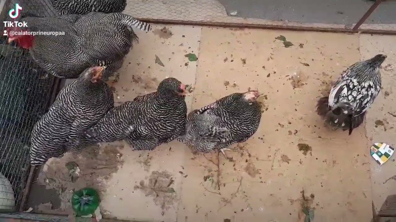 Târg de animale și păsări din orașul Iași
