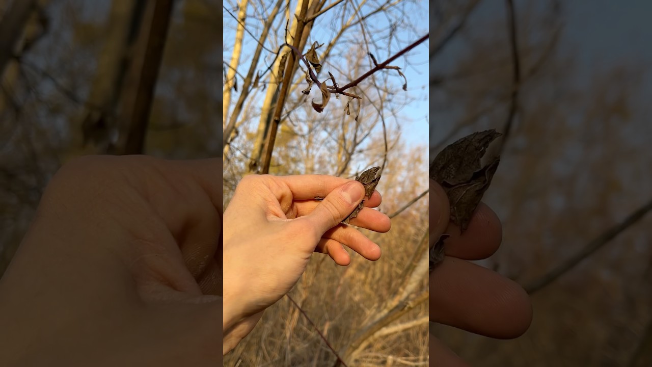 Crunch of dry leaves