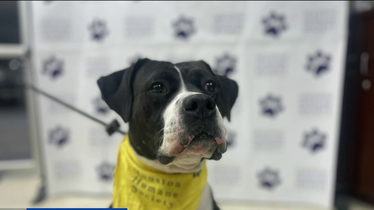 KPRC 2 Pet Project: Meet Cotton!