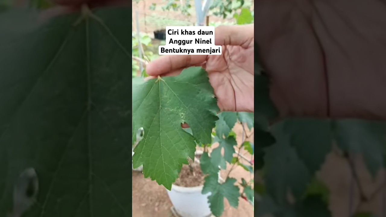 Ciri khas daun anggur ninel yaitu bentuknya menjari