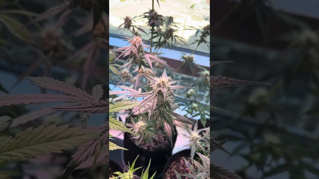 @FastBuds gorilla cookies auto