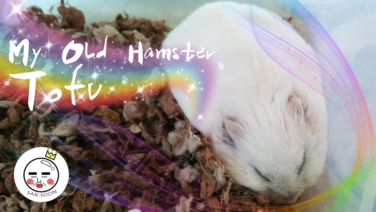 HAMSTER - Old Tofu's Last Moment